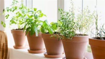 اوراق العشبة الجبارة متوفرة في كل منزل..