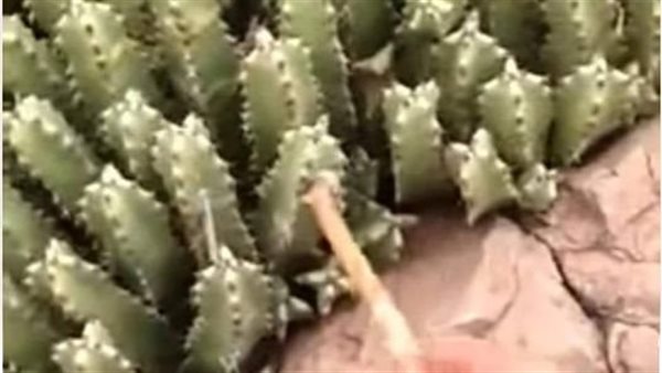 موقع أيام نيوز