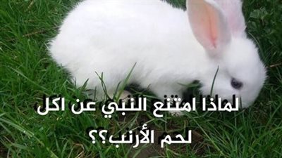 لحم الأرنب