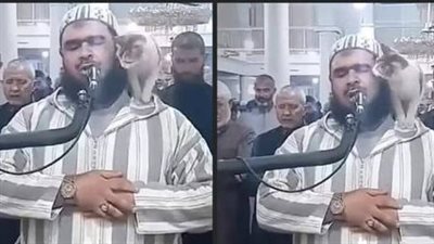  إذا اقتربت منك قطة.
