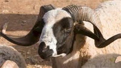 من أين جاء الكبش الذي فدى الله به سيدنا إسماعيل عليه السلام 