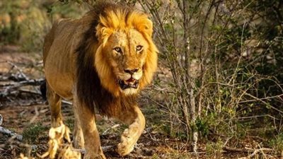 لغز ديني ..الأسد ذكر في القرآن الكريم بإسم غير إسمه 